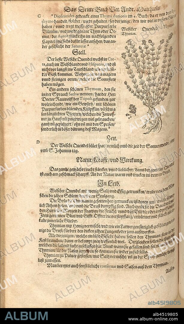 Thymus, Welscher Quendel, thyme, Fol. 248v, 1590, Pietro Andrea Mattioli, Joachim Camerarius: Kreuterbuch desz hochgelehrten unnd weitberühmten Herrn D. Petri Andreae Matthioli. Franckfort am Mayn: [Feyrabendt], 1590.