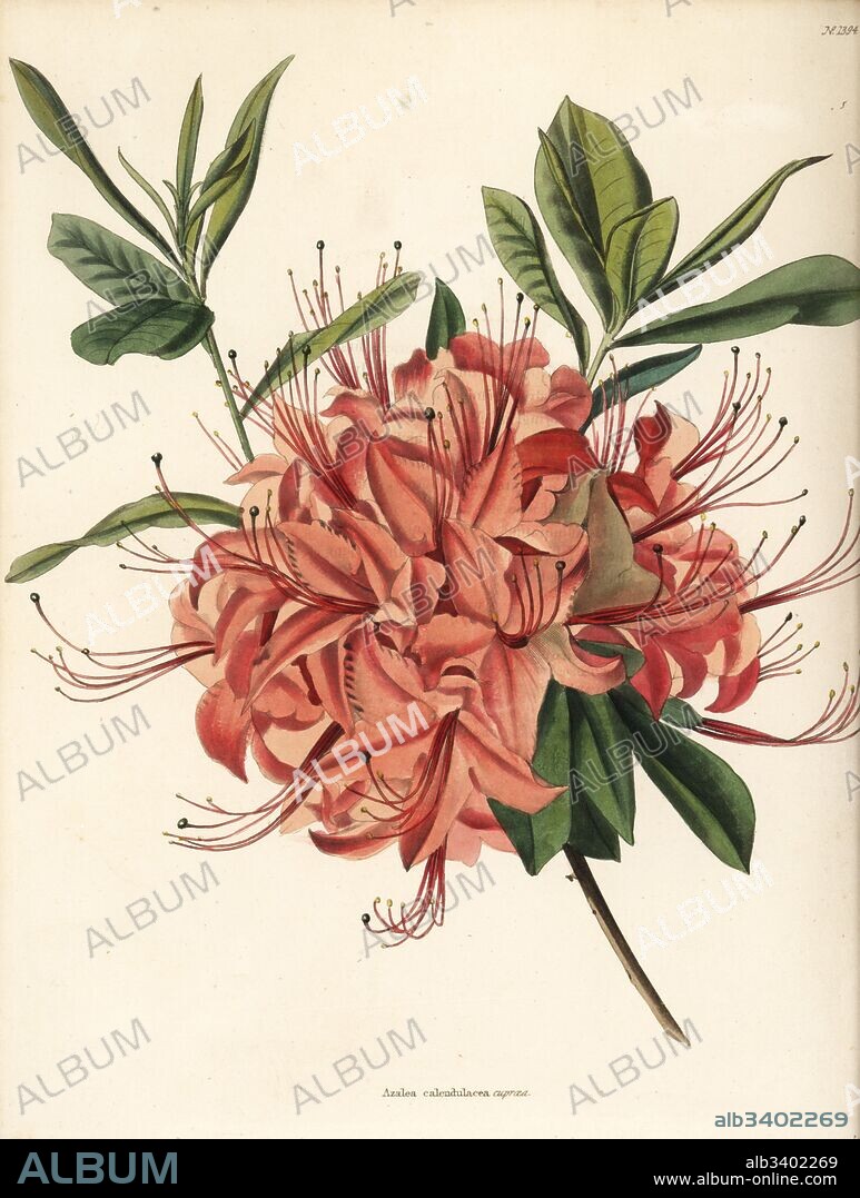 Rhododendron calendulaceum var. cupraea (Azalea calendulacea cupraea). Handcoloured copperplate engraving by George Cooke from Conrad Loddiges' Botanical Cabinet, Hackney, 1828.