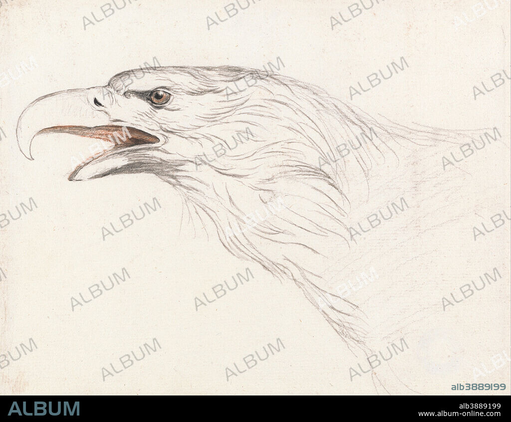 UNKNOWN ARTIST. Head of an Eagle, facing left. Drawing. Black and red chalk, and pen and black ink on medium, slightly textured, white laid paper. Height: 165 mm (6.49 in); Width: 213 mm (8.38 in).