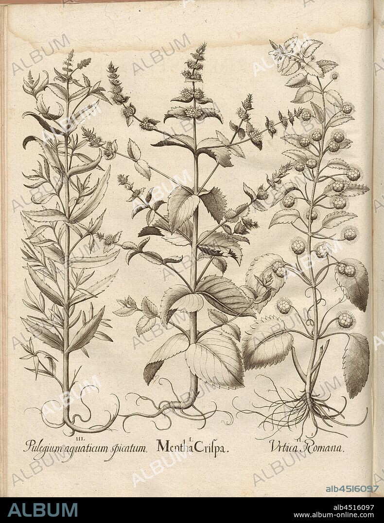Pulegium aquaticum spicatum, Mentha Crispa, Urtica Romana, Mints, Engraving, S. 506, Besler, Basilius; Jungermann, Ludwig, 1713, Basilius Besler: Hortus Eystettensis (...). Nürnberg, 1713.