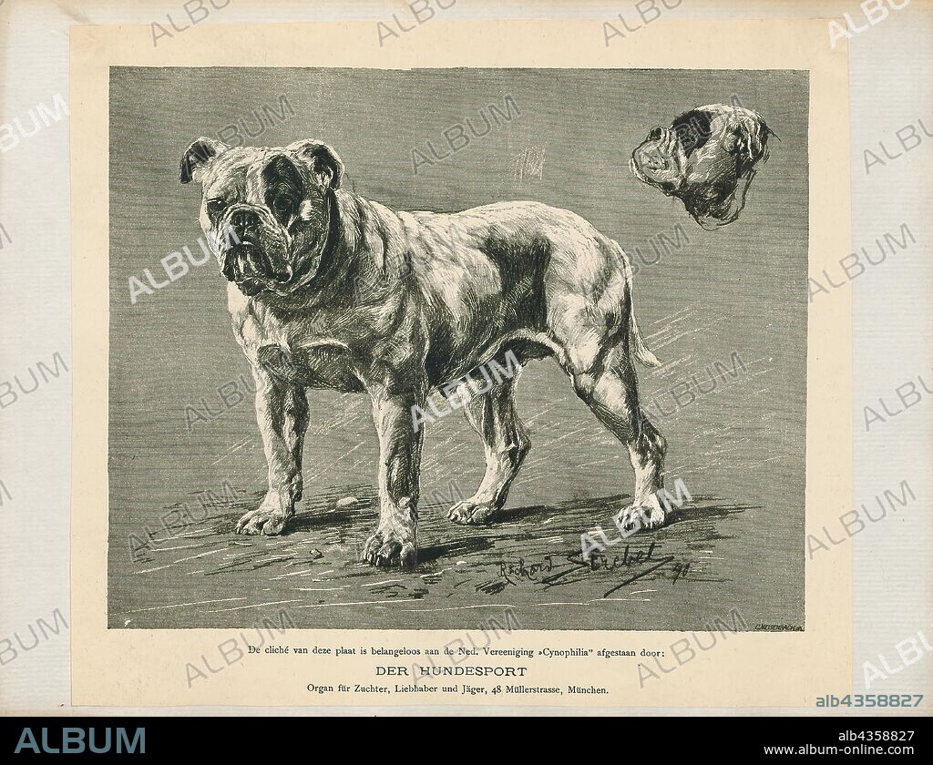 Canis lupus familiaris, Print, The domestic dog (Canis lupus familiaris when considered a subspecies of the wolf or Canis familiaris when considered a distinct species) is a member of the genus Canis (canines), which forms part of the wolf-like canids, and is the most widely abundant terrestrial carnivore. The dog and the extant gray wolf are sister taxa as modern wolves are not closely related to the wolves that were first domesticated, which implies that the direct ancestor of the dog is extinct. The dog was the first species to be domesticated and has been selectively bred over millennia for various behaviors, sensory capabilities, and physical attributes., 1700-1880.