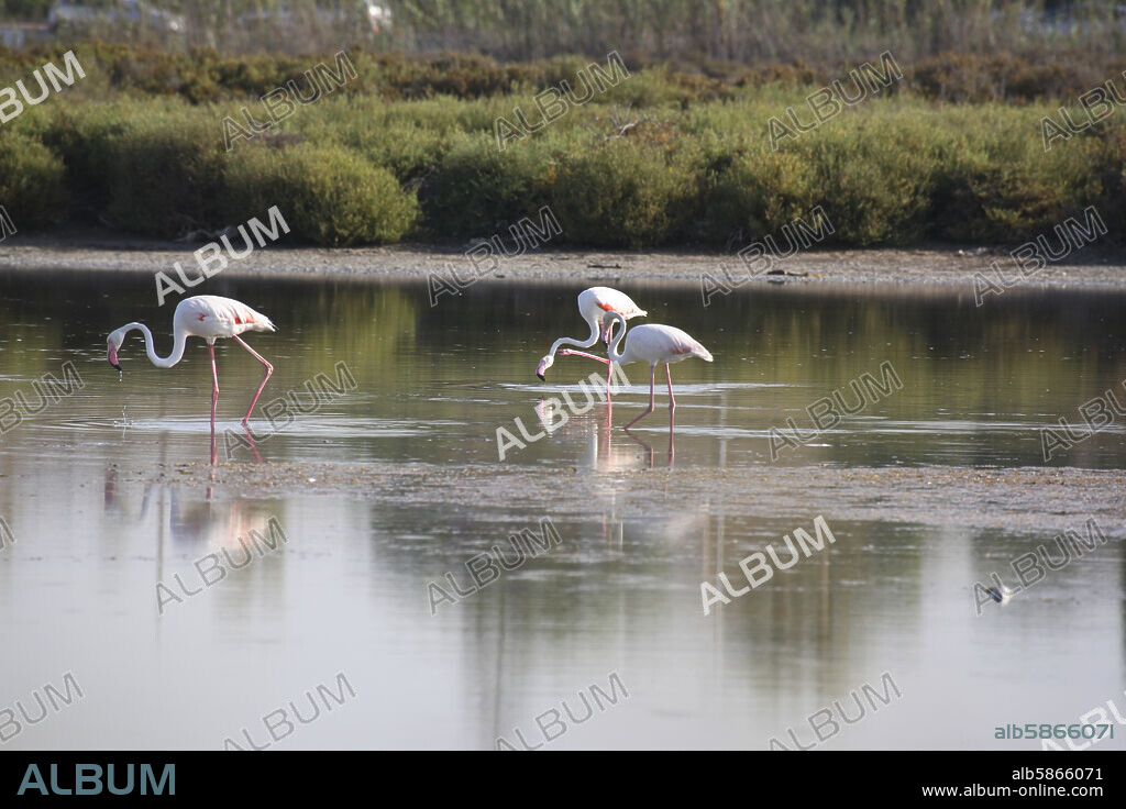 Santa Pola; salinas / lagunas con flamencos (espacio que se reduce por presión urbanística).