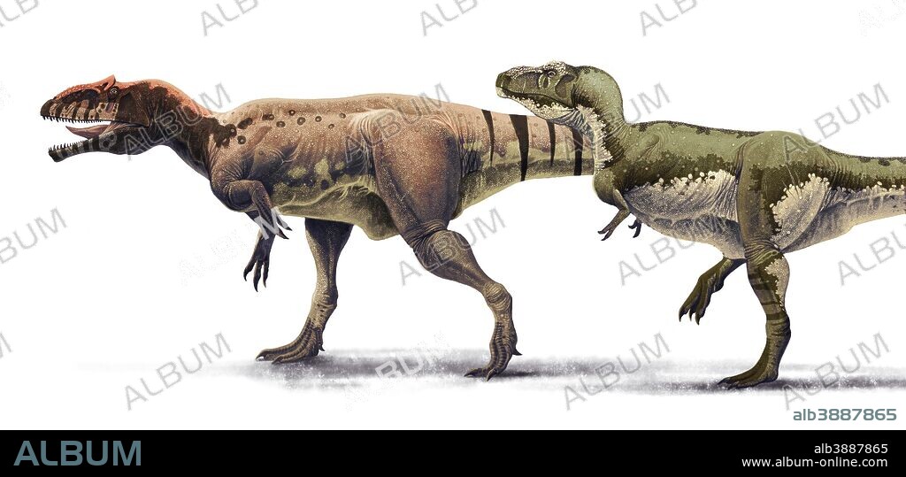 Body size comparison between Giganotosaurus carolinii and Tyrannosaurus rex. Giganotosaurus lived during the Cenomanian stage of Argentina and Tyrannosaurus thrived during the Maastrichtian age of Late Cretaceous North America.
