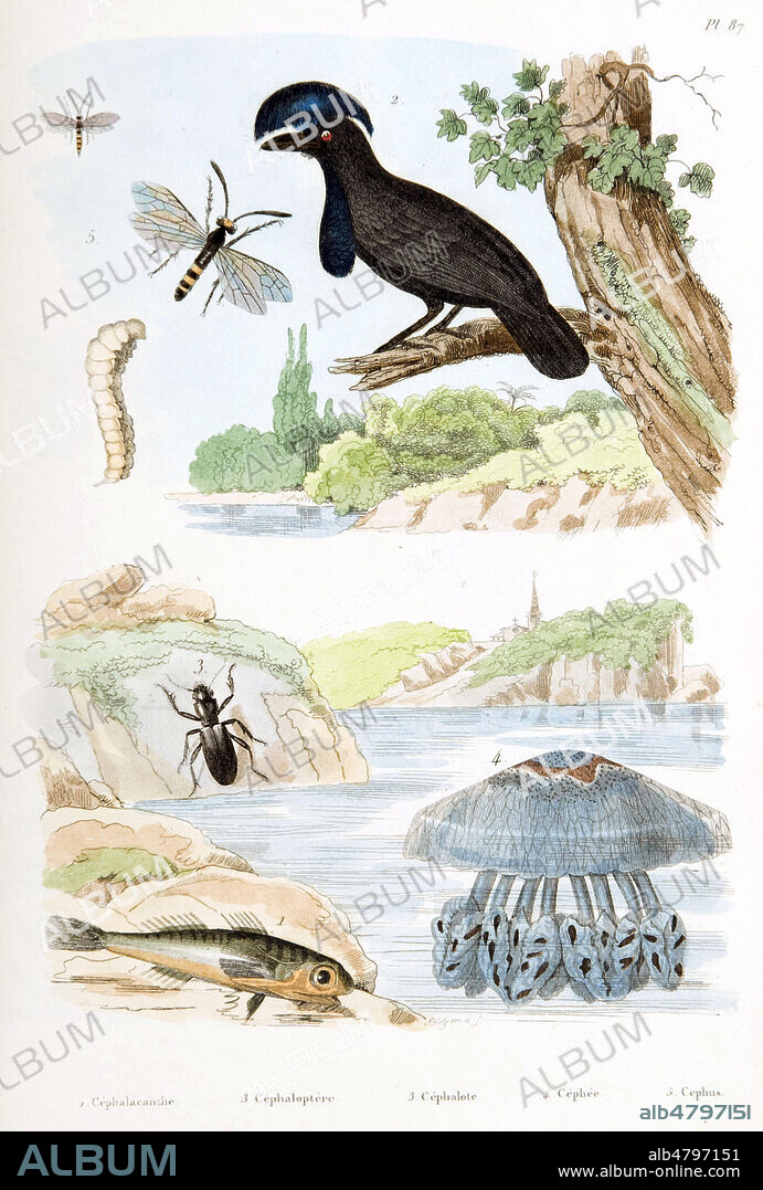'1. Cephalacanthe 2. Cephaloptere 3. Cephalote 4. Cephee 5. Cephus'. Illustration tiree du Dictionnaire pittoresque d'histoire naturelle et des phenomenes de la nature par Guerin, 1833-34. Credit : Collection IM/KHARBINE-TAPABOR.