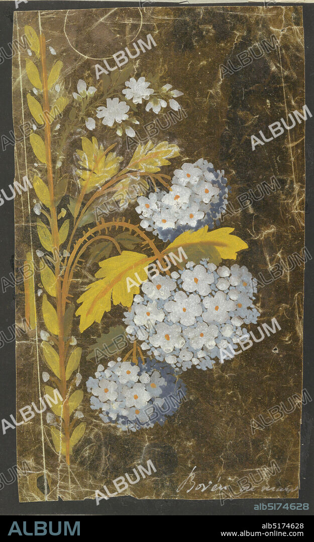Design for an Embroidered Border, Brush and various gouache on glazed paper, incised lines, A straight laurel stem rises beside an orange and yellow stripe, suggested at left. Boughs with three hanging clusters of blossoms and a short flower bough branches off alternately at right. One repeat is shown., France, 1805-1815, Drawing, Drawing.