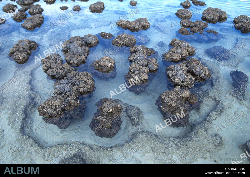 Stromatolites in Shark Bay, Australia, in sea water. Stromatolites, concretions of bacteria and algae, are an ancient form of life.