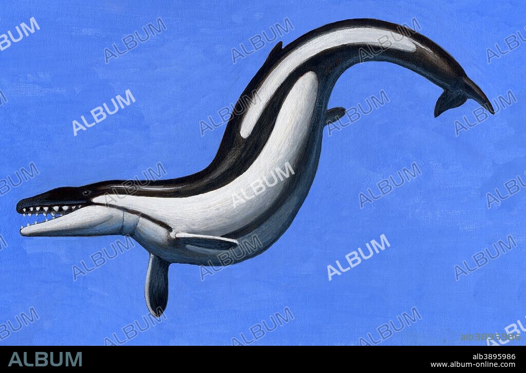 Basilosaurus is a marine mammal that lived in the Late Eocene epoch in the Cenozoic Era. It averaged about 60' in length, and is believed to have been the largest animal to have lived in its time.