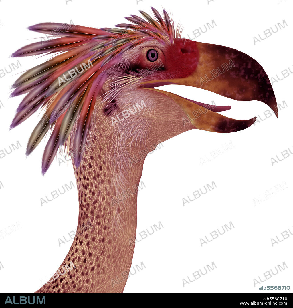 Phorusrhacos terror bird portrait. Phorusrhacos was a flightless carnivorous terror bird of prey that lived in Patagonia during the Miocene Period.
