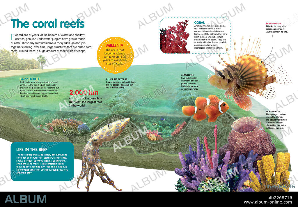 The coral reefs - Album alb2268716