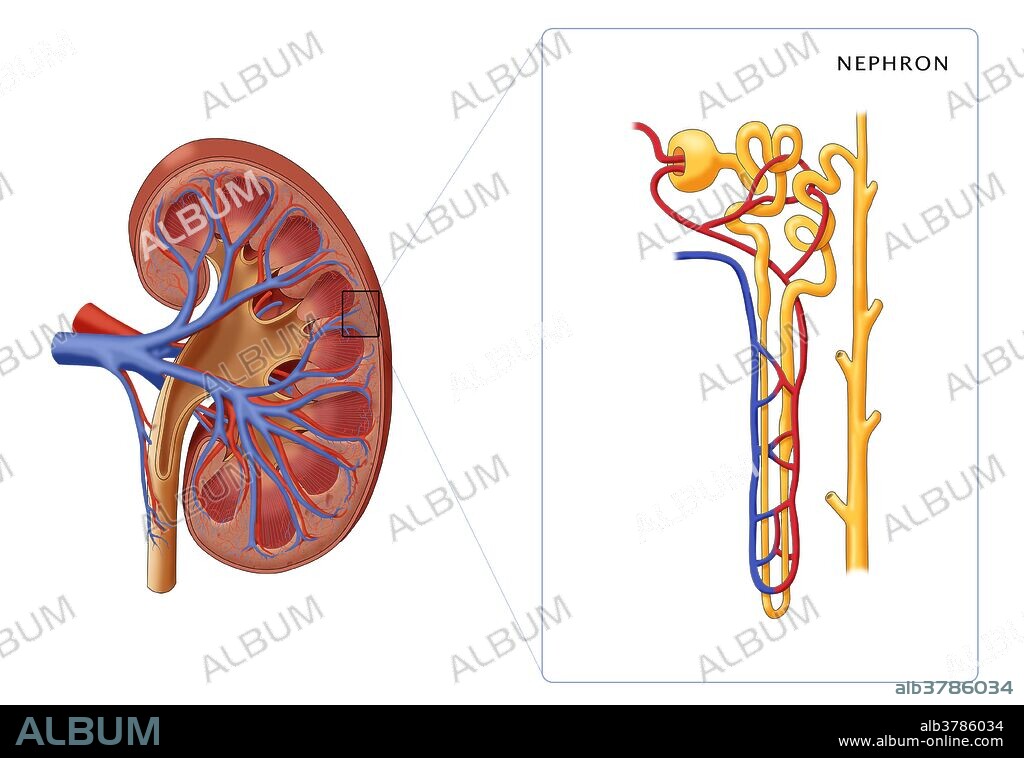 Kidney and Nephron, Illustration