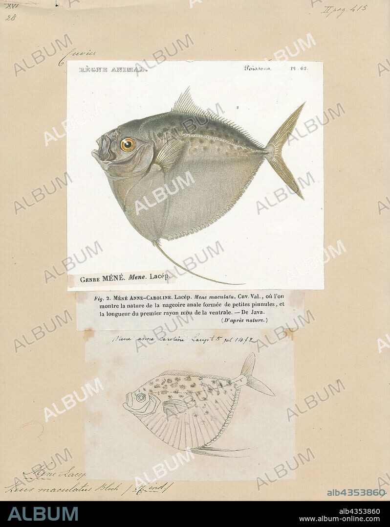 Mene maculata, Print, Mene maculata, the Moonfish, is the only extant member of the genus Mene and of the family Menidae. The body is highly compressed laterally and very deep vertically. The ventral profile is steep, with a sharp ventral edge. The caudal (tail) fin is deeply forked. The mouth is small and protrusible. The body is silvery below and blue-green on the back, with three to four rows of dark gray spots on the upper side. The first two rays of the pelvic fin are greatly elongated, forming a prominent backward-pointing process on the underside of the fish., 1700-1880.