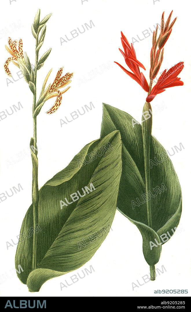 Indisches Blumenrohr, Canna indica, auch Essbare Canna, Achira oder Kapacho, Australische Pfeilwurz / Canna indica, commonly known as Indian shot, African arrowroot, edible canna, purple arrowroot, Sierra Leone arrowroot, Digital retuschierte Illustration aus Phytanthoza iconographica von Johann Wilhelm Weinmann, Maler Bartholomäus Seutter und Kupferstecher Johann Jakob Haid und Johann Elias Ridinger, 1740 / Digitally retouched illustration from Phytanthoza iconographica by Johann Wilhelm Weinmann, painter Bartholomäus Seutter and engravers Johann Jakob Haid and Johann Elias Ridinger, 1740.