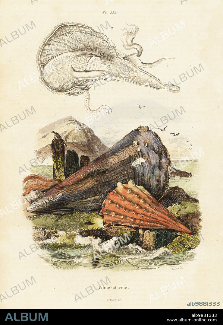 Noble pen shell or fan mussel, Pinna nobilis 1,3, critically endangered, and rough pen shell or spiny fan-mussel, Pinna rudis 2. Handcoloured steel engraving by du Casse after an illustration by Adolph Fries from Felix-Edouard Guerin-Meneville's Dictionnaire Pittoresque d'Histoire Naturelle (Picturesque Dictionary of Natural History), Paris, 1834-39. .