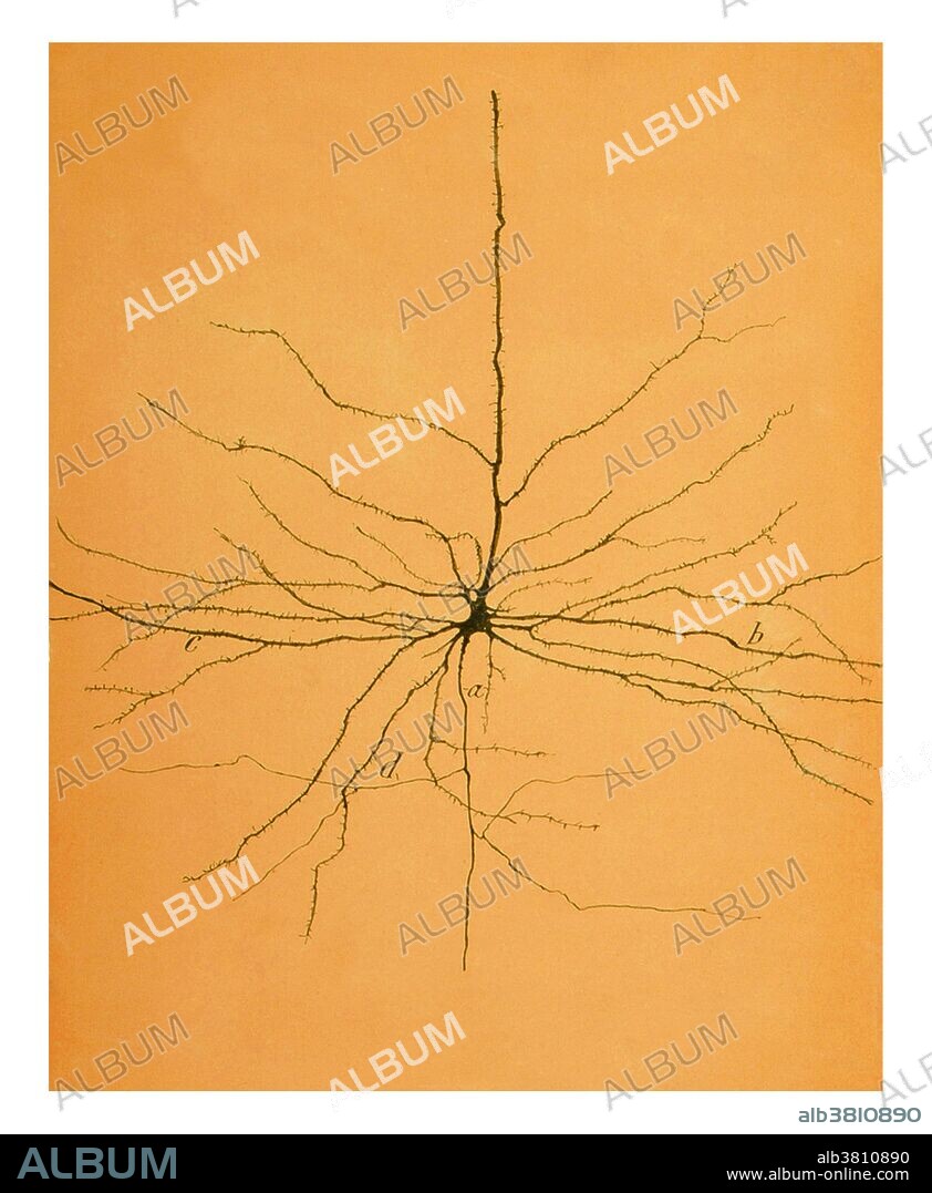 Cajal, Pyramidal Cell in Cerebral Cortex