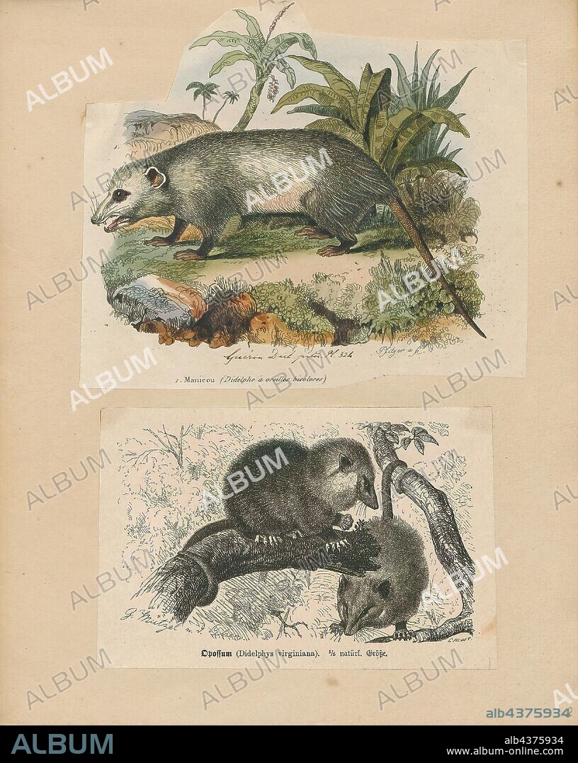 Didelphis virginiana, Print, The Virginia opossum (Didelphis virginiana), commonly known as the North American opossum, is the only marsupial found north of Mexico. In the United States, the animal is typically referred to simply as a possum. It is a solitary and nocturnal animal about the size of a domestic cat. It is a successful opportunist. It is familiar to many North Americans as it is often seen near towns, rummaging through garbage cans, and can become a nuisance., 1700-1880.