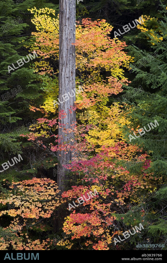 Acer circinatum (Vine Maple) is a species of maple native to western North America, from southwest British Columbia to northern California.