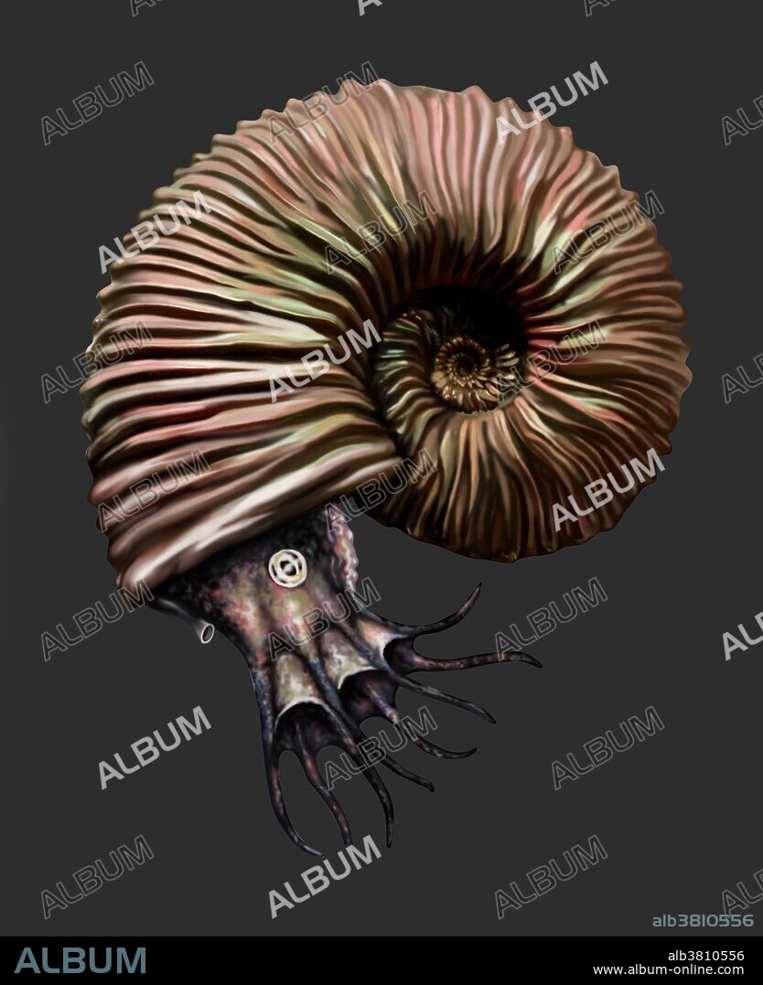 Illustration of a Kosmoceras ammonite. This illustration shows the marine invertebrate emerging from its shell. Ammonites were a type of marine mollusc. This species is from the Middle Jurassic Period to Early Cretaceous Period (176 to 100 million years ago).