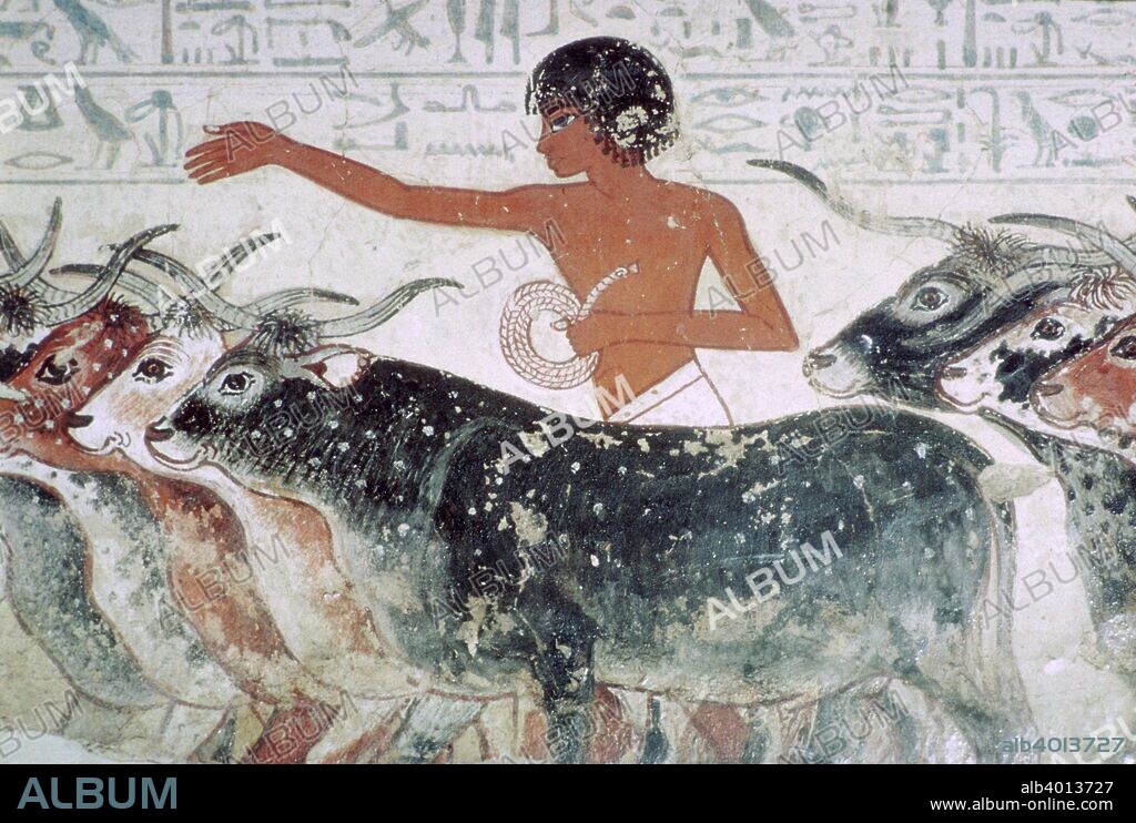 Cattle brought for inspection: fragment of wall painting from the tomb of Nebamun (no 5), Thebes, Egypt, 18th Dynasty, c1350 BC. A herdsman stands amongst cattle, holding some rope in one hand, and raises the other. His speech is recorded in the hieroglyphs above: 'Come on! Get away! Do not speak in the presence of the praised one! He detests people talking. He does what is right. He will not ignore any complaint. Pass on in quiet and in order. He won't take anyone's side. he knows all the affairs, does the scribe and counter of grain of [Amun], Neb...'. From the British Museum's Collection.