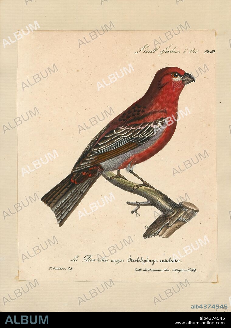 Pinicola enucleator, Print, The pine grosbeak (Pinicola enucleator) is a large member of the true finch family, Fringillidae. It is found in coniferous woods across Alaska, the western mountains of the United States, Canada, and in subarctic Fennoscandia and Siberia. The species is a frugivore, especially in winter, favoring small fruits, such as rowans (mountain-ashes in the New World). With fruit-crop abundance varying from year to year, pine grosbeak is one of many subarctic-resident bird species that exhibit irruptive behavior. In irruption years, individuals can move long distances in search of suitable food supplies, bringing them farther south and/or downslope than is typical of years with large fruit crops., 1825-1834.