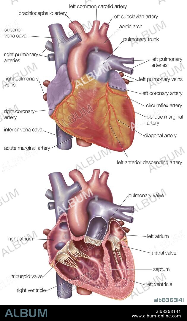 Diagram showing the exterior and a cross-section of the human heart.