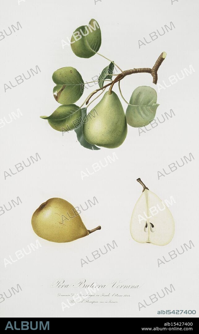 Butirra Vernina pear; Pyrus Luisa, 1817 - 1839, Gallesio, Giorgio, Capurro, Niccolò, Pisa, Italy., Delicate pear form, Butirra Vernina's sweet charm, Gilded beauty lies.