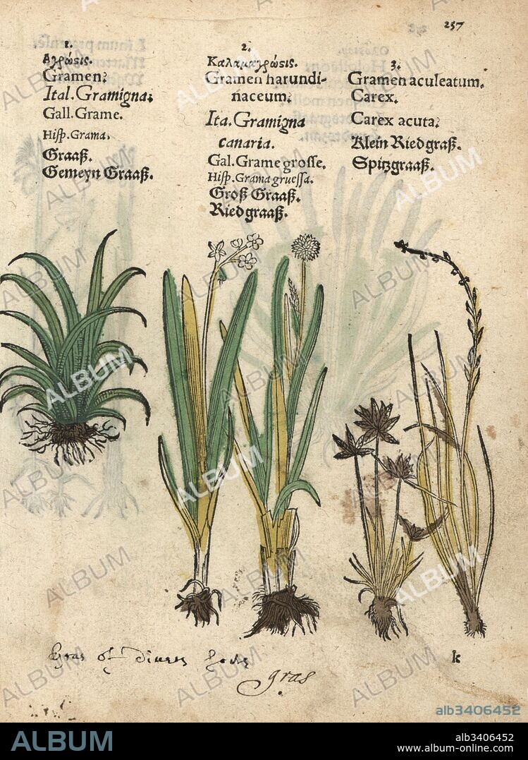 Reed grass and acute sedge, Carex acuta. Handcoloured woodblock engraving of a botanical illustration from Adam Lonicer's Krauterbuch, or Herbal, Frankfurt, 1557. This from a 17th century pirate edition or atlas of illustrations only, with captions in Latin, Greek, French, Italian, German, and in English manuscript.