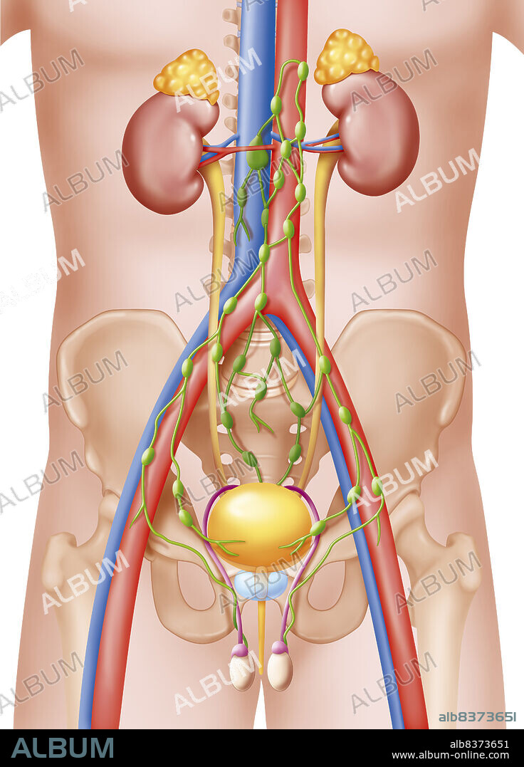 LYMPHATIC SYSTEM DRAWING.