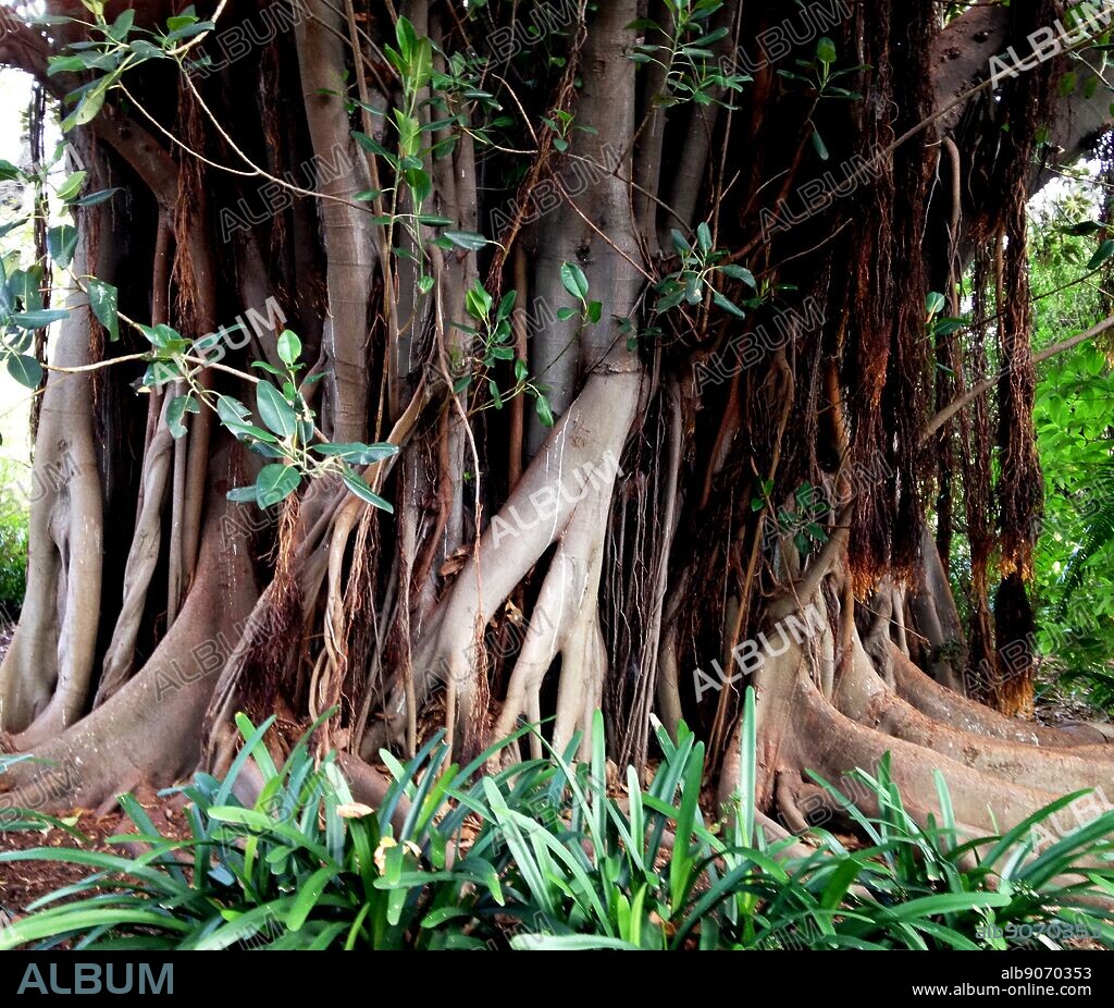 Llianas and Buttress roots on a tropical tree in the Botanical gardens (park), melbourne, Australia. liana is a long-stemmed, woody vines that are rooted in the soil at ground level and use trees, as well as other means of vertical support, to climb up to the canopy to get access to well-lit areas of the forest. Lianas are especially characteristic of tropical moist deciduous forests and rainforests, including temperate rainforests.