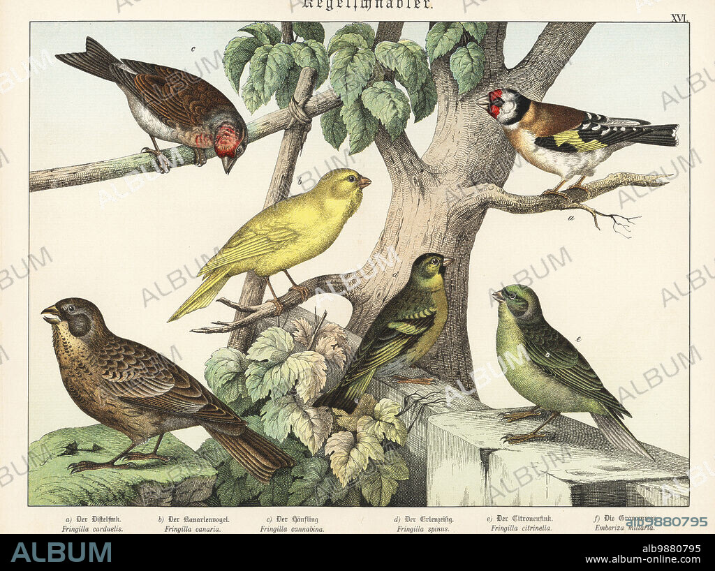 Goldfinch, Carduelis carduelis a, Atlantic canary, Serinus canaria b, common linnet, Linaria cannabina c, Eurasian siskin, Spinus spinus d, citril finch, Carduelis citrinella e, and corn bunting, Emberiza calandra f. Chromolithograph from Gotthilf Heinrich von Schubert's Natural History of the Animal Realms (Naturgeschichte des Tierreichs), Schreiber, Munich, 1886.