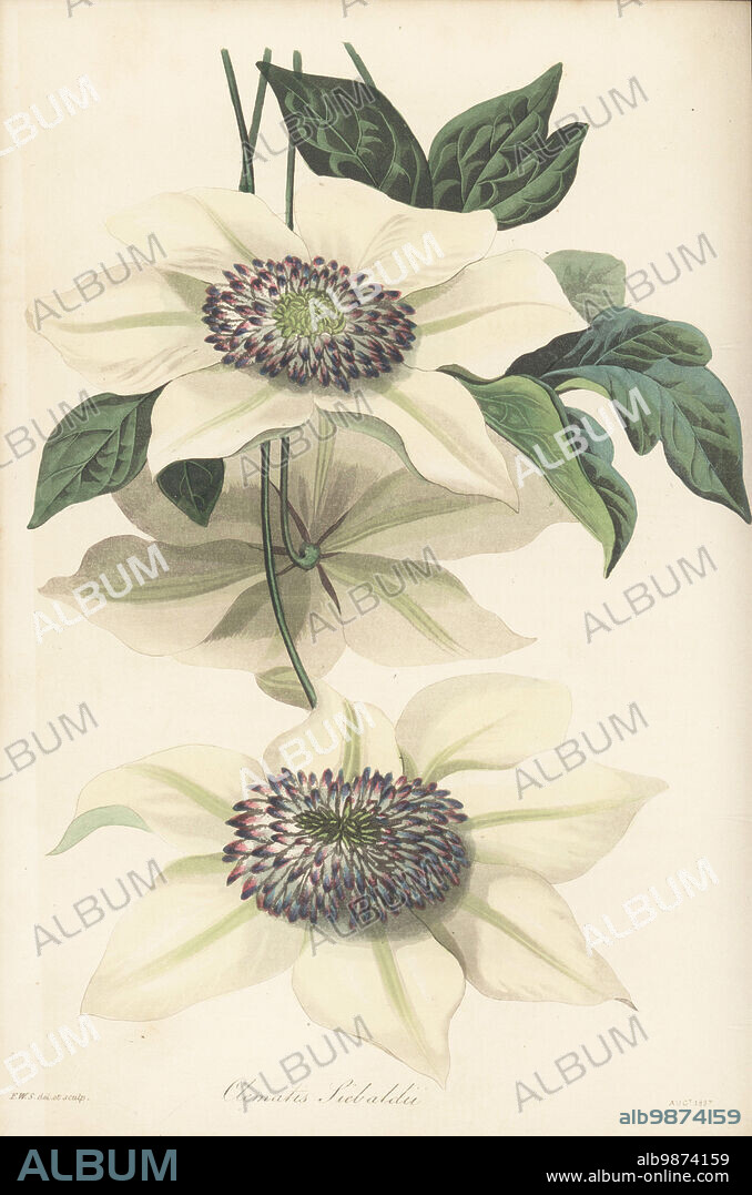 Asian virginsbower, or passion flower clematis, Clematis florida. Native to China, Korea and Japan, imported from Japan by German botanist Philipp Franz Balthasar von Siebold. Siebold's clematis, Clematis sieboldii. Handcoloured botanical illustration drawn and engraved by Frederick William Smith from Joseph Paxtons Magazine of Botany, and Register of Flowering Plants, Volume 4, Orr and Smith, London, 1837.