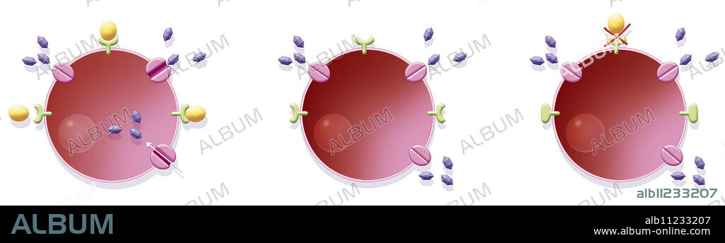 Illustration of both types of diabetes. On the left, glucose absorption in a healthy individual : insulin (yellow) latches into an insulin receptor (green), which opens the glucose transporter (pink), and allows the cell to absorb the glucose (purple). In the middle, type 1 diabetes : insulin is not produced so cells cannot open their glucose transporters. They don't absorb the glucose, lack sugar to function and blood sugar levels increase. On the right, type 2 diabetes : cells become resistant to insulin's action which is no longer recognised by insulin receptors, limiting glucose absorption which then accumulates in the blood causing hypoglycemia.