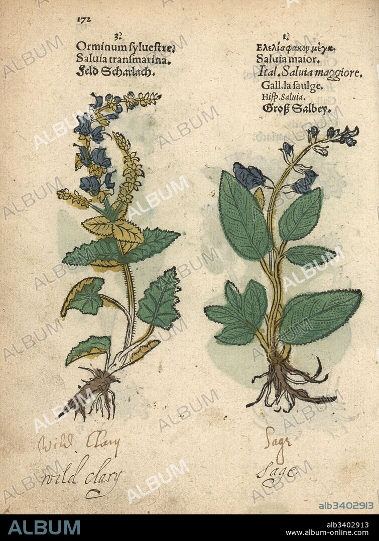 Wild clary sage, Salvia sclarea, and common sage, Salvia officinalis. Handcoloured woodblock engraving of a botanical illustration from Adam Lonicer's Krauterbuch, or Herbal, Frankfurt, 1557. This from a 17th century pirate edition or atlas of illustrations only, with captions in Latin, Greek, French, Italian, German, and in English manuscript.