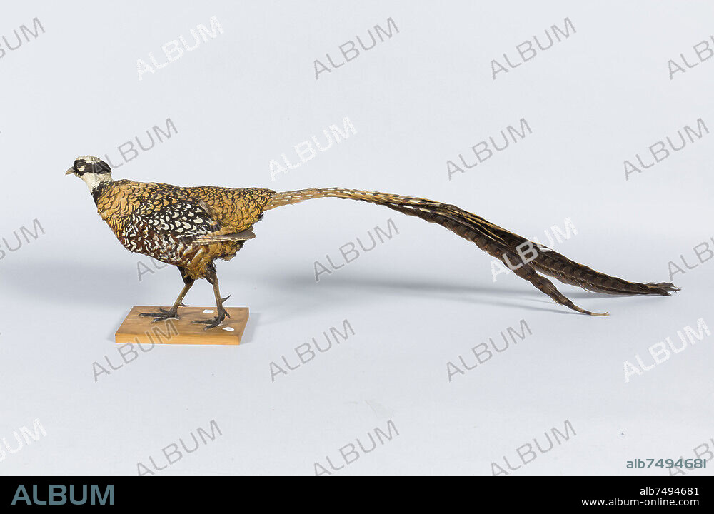 Chasse / Décoration / Animal
Faisan vénéré naturalisé
Collection privée.