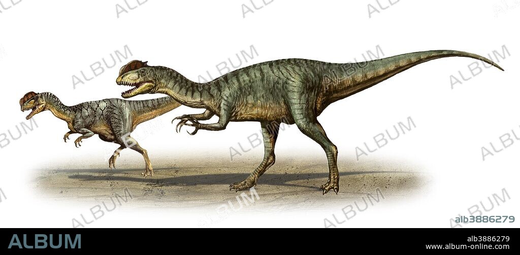 Dilophosaurus wetherilli, a prehistoric era dinosaur from the Early Jurassic period.
