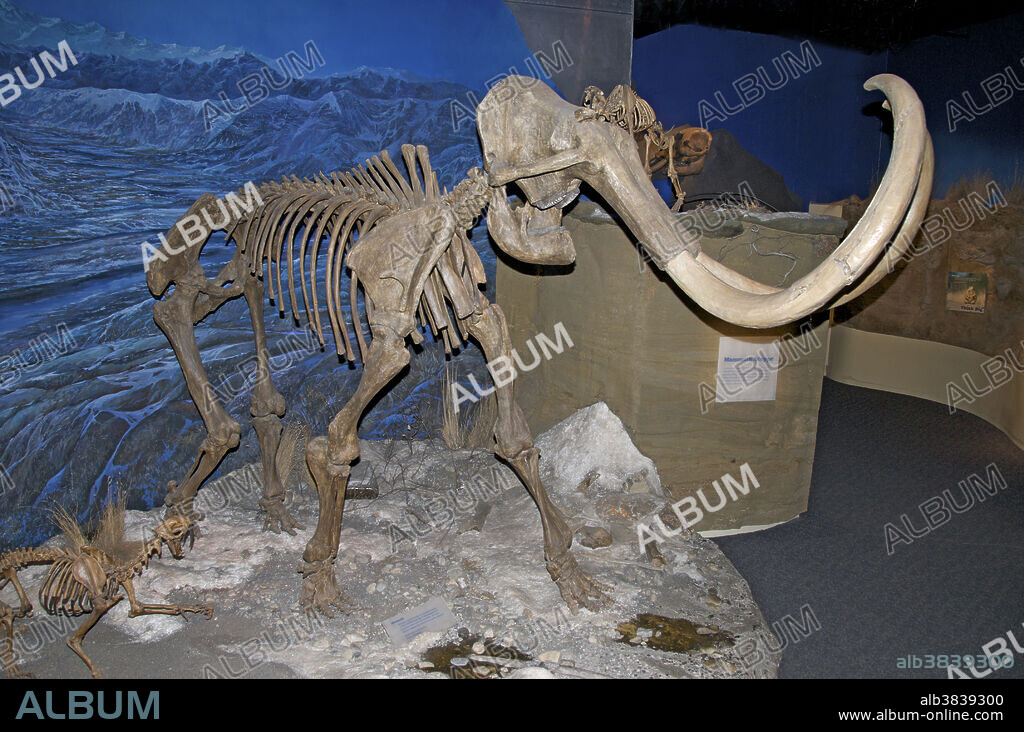 Woolly mammoth (Mammuthus primigenius), also called the tundra mammoth, is an extinct species of mammoth. This animal is known from bones and frozen carcasses from northern North America and northern Eurasia, with the best preserved carcasses found in Siberia. This mammoth species was first recorded in deposits of the second to last glaciation in Eurasia, possibly 150,000 years ago. Woolly mammoths disappeared from most of their range at the end of the Pleistocene Epoch. Royal Tyrrell Museum, Drumheller, Alberta, Canada.