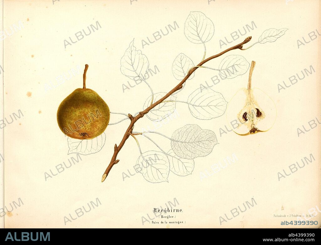 Bergbirne, Swiss pear variety, Bergler, Poire de la montagne, Signed: Farbendruck v., J. Tribelhorn, Fig. 2, Tribelhorn, J. (imp.), 1863, Schweizerisch. Landwirtschaftl. Verein (Hg.): Schweizerische Obstsorten. [S.l.]: Schweizerischer Landwirtschaftlicher Verein, [1863].