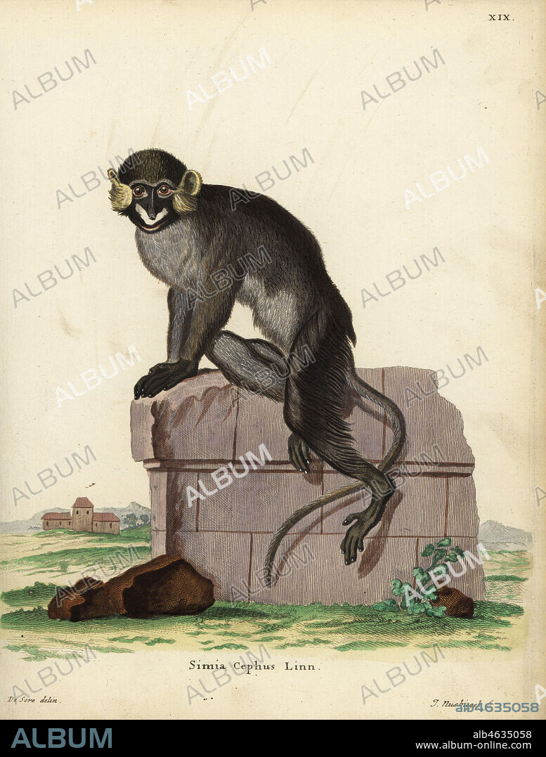 Moustached guenon or moustached monkey, Cercopithecus cephus. Simia cephus Linn. Handcoloured copperplate engraving by Johann Nussbiegel after an illustration by Jacques de Seve from Johann Christian Daniel Schreber's Animal Illustrations after Nature, or Schreber's Fantastic Animals, Erlangen, Germany, 1775.