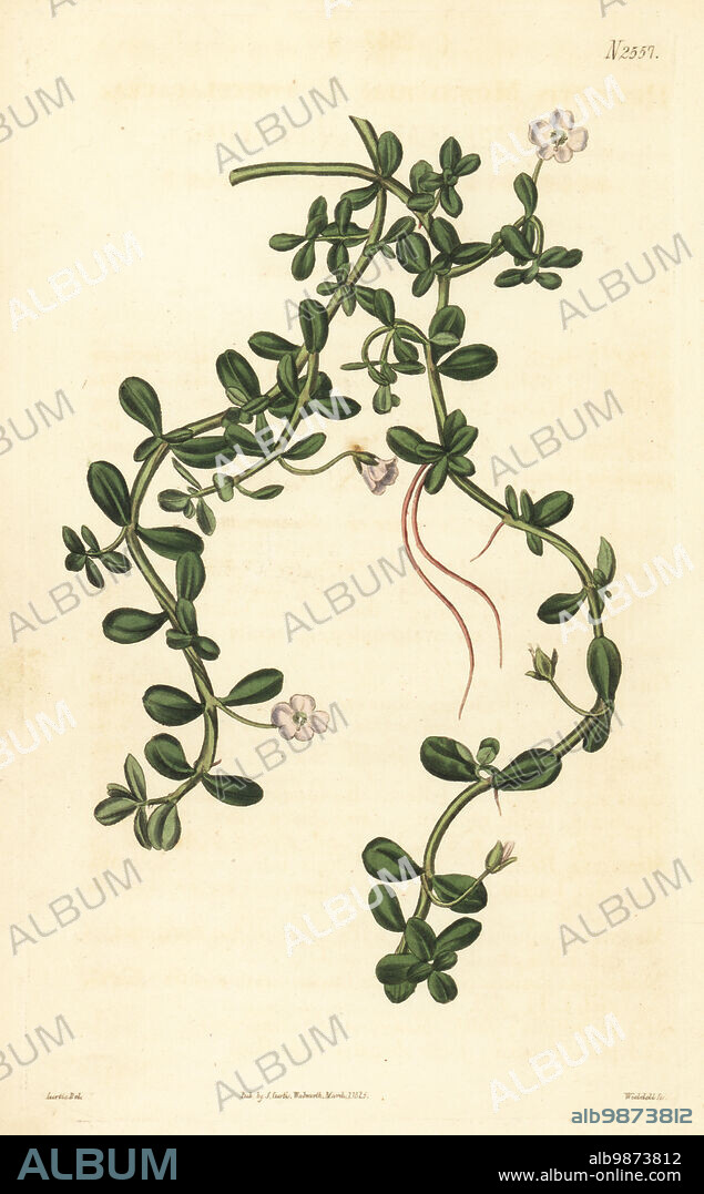 Brahmi or waterhyssop, Bacopa monnieri. Purslane-leaved herspestis, Herpestis monnieria portulacacea. Handcoloured copperplate engraving by Weddell after a botanical illustration by John Curtis from William Curtis's Botanical Magazine, Samuel Curtis, London, 1825.