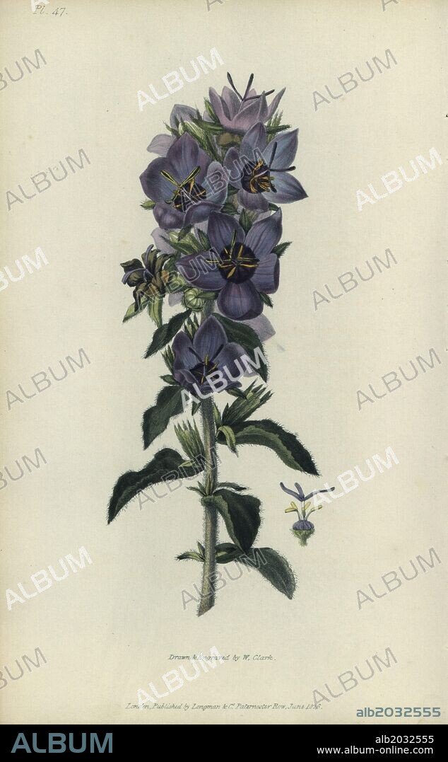 Rough bellflower, Campanula peregrina. Handcoloured botanical illustration drawn and engraved by William Clark from Richard Morris's "Flora Conspicua" London, Longman, Rees, 1826. William Clark was former draughtsman to the London Horticultural Society and illustrated many botanical books in the 1820s and 1830s.