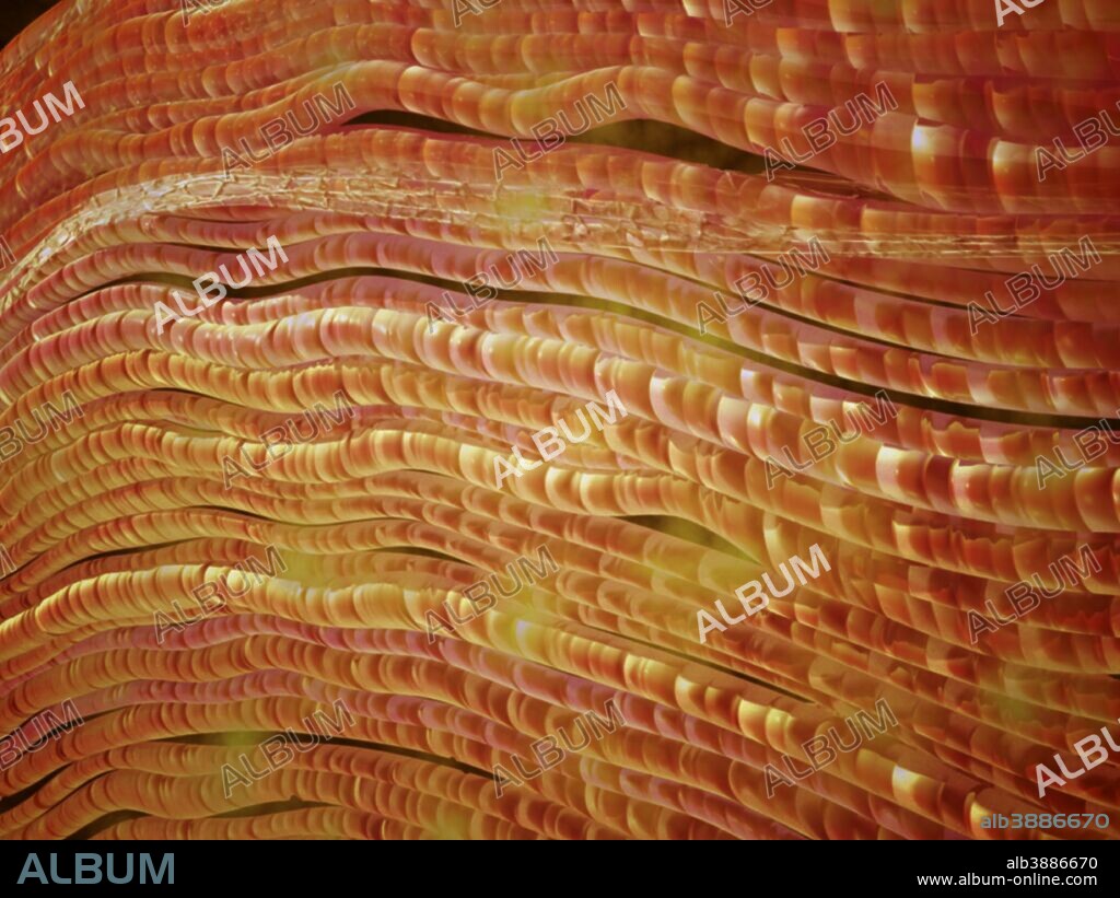 Microscopic view of nerve fibers. A nerve fiber is a threadlike extension of a nerve cell in the nervous system.