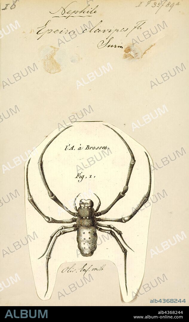 Nephila, Print, The golden silk orb-weavers (Nephila) are a genus of araneomorph spiders noted for the impressive webs they weave. Nephila consists of numerous species found in warmer regions around the world. They are also commonly called golden orb-weavers, giant wood spiders, or banana spiders.