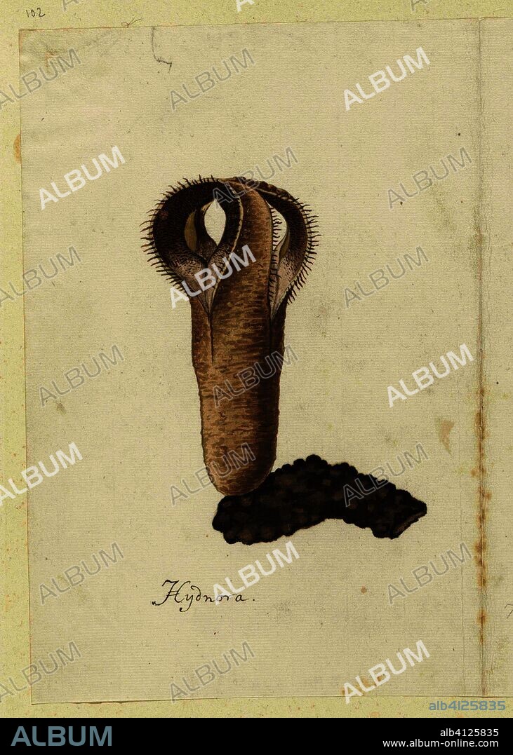 Hydnora africana Thunb. (Jackal-food plant). Draughtsman: Robert Jacob Gordon. Dating: Oct-1777 - Mar-1786. Measurements: h 660 mm × w 480 mm; h 286 mm × w 194 mm.