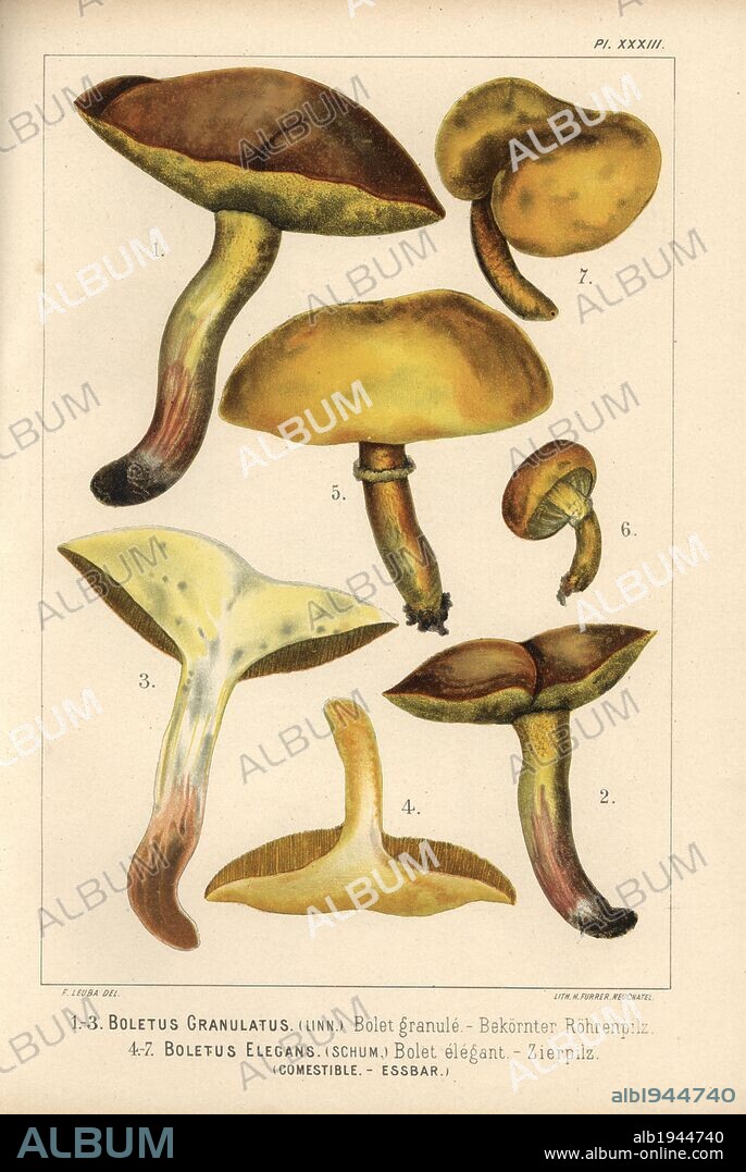 Weeping bolete, Suillus granulatus, Boletus granulatus, bolet granule, and Bovine bolete, Suillus grevillei, Boletus elegans, bolet elegant, edible. Chromolithograph by C. Krause of an illustration by Fritz Leuba from "Les champignons comestibles et les especes vénéneuses avec lesquelles ils pourraient etre confondus" (Edible mushrooms and the poisonous species they should not be confused with), Delachaux et Niestle, Neuchatel, Switzerland, 1890, lithographed by H. Furrer. Fritz Leuba (1848-1910) was a mycologist and artist from Neuchatel, Switzerland.