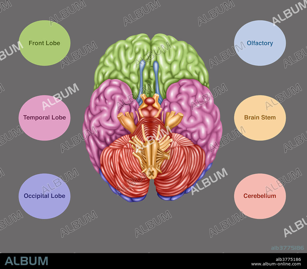 Colour coded brain depicting the following areas from an inferior view: frontal lobe (green), temporal lobe (pink), occipital lobe (purple), olfactory (blue), brain stem (orange), cerebellum (orangish-pink).