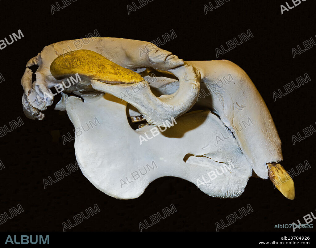 Dugong skull (Dugong dugong). Osteology museum. Oklahoma City, Oklahoma, USA.