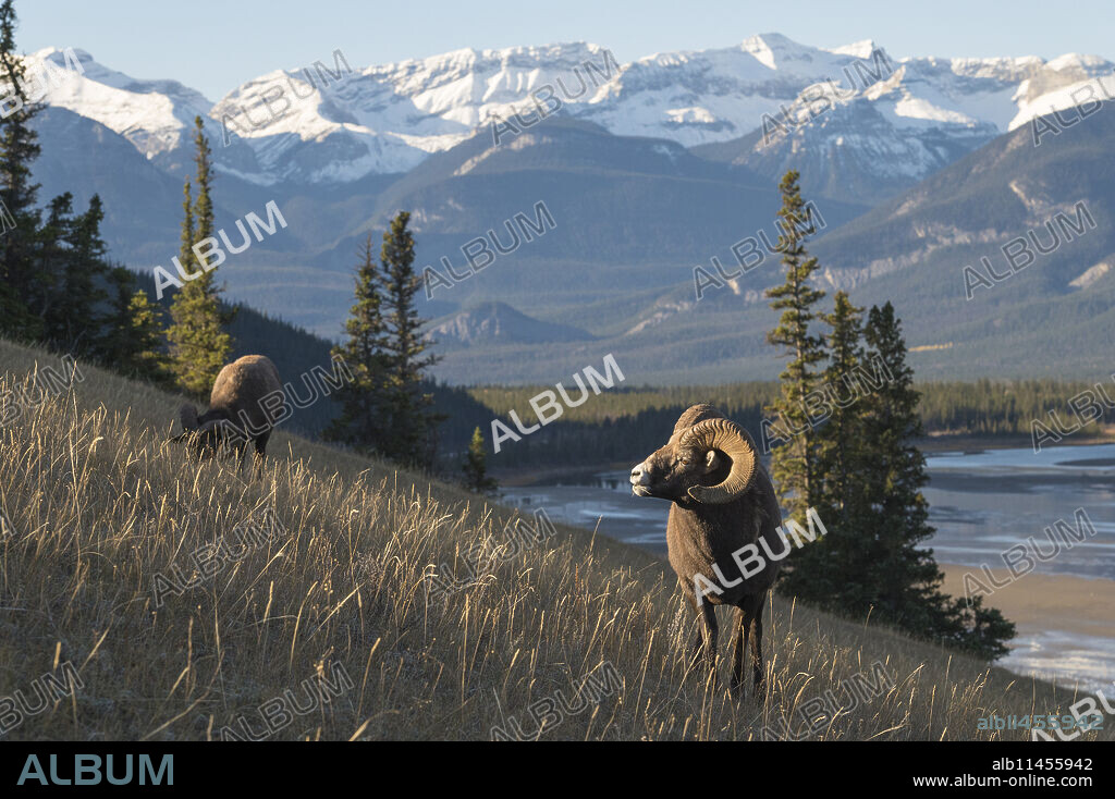 Rocky Mountain Bighorn Sheep Ram (Ovis canadensis), Jasper National Park, UNESCO World Heritage Site, Alberta, Canadian Rockies, Canada, North America.
