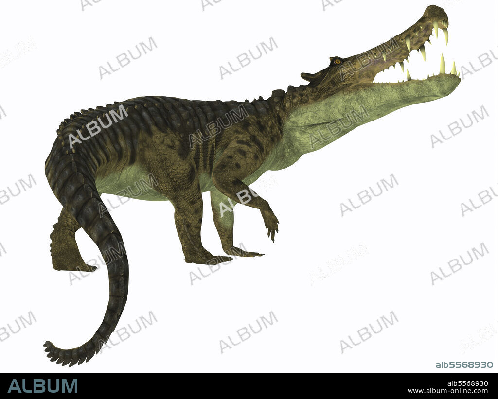 Kaprosuchus reptile, white background. Kaprosuchus was a carnivorous crocodile that lived in Niger, Africa during the Cretaceous Period.