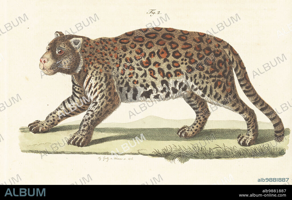 Jaguar, Panthera onca, native to Central and South Americas, known to the indigenous peoples as the yaguara or jaguarete. Le jaguar, Felis onza. Handcoloured copperplate engraving by Th. Goetz from Carl Bertuch's Bilderbuch fur Kinder (Picture Book for Children), Weimar, 1815. A 12-volume encyclopedia for children illustrated with almost 1,200 engraved plates on natural history, science, costume, mythology, etc., published from 1790-1830.
