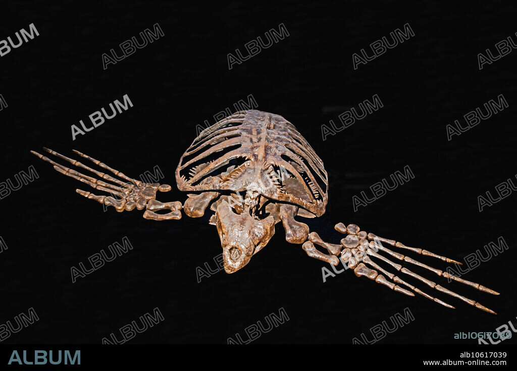 Giant Sea Turtle Archelon Ischyros. Museum of Ancient Life. Lehi, Utah.