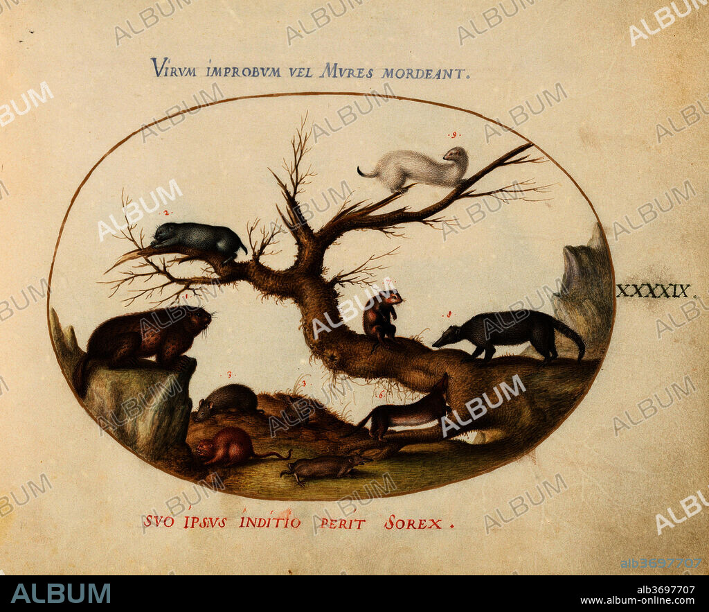 JORIS HOEFNAGEL. Animalia Qvadrvpedia et Reptilia (Terra): Plate XLIX. Dated: c. 1575/1580. Dimensions: page size (approximate): 14.3 x 18.4 cm (5 5/8 x 7 1/4 in.). Medium: watercolor and gouache, with oval border in gold, on vellum.